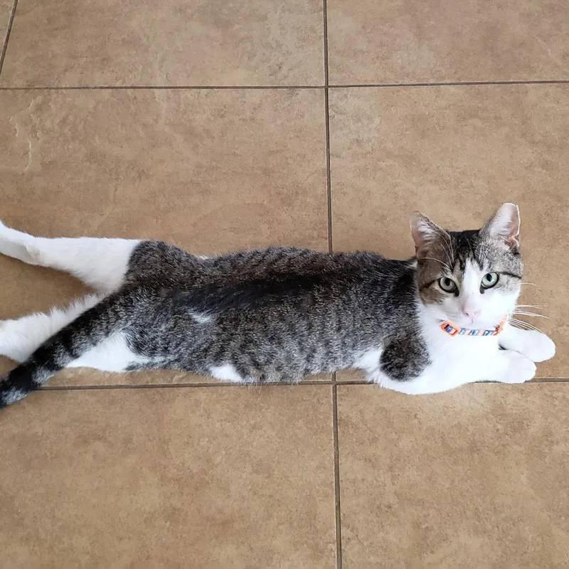 Dirty Harry thumbnail 3