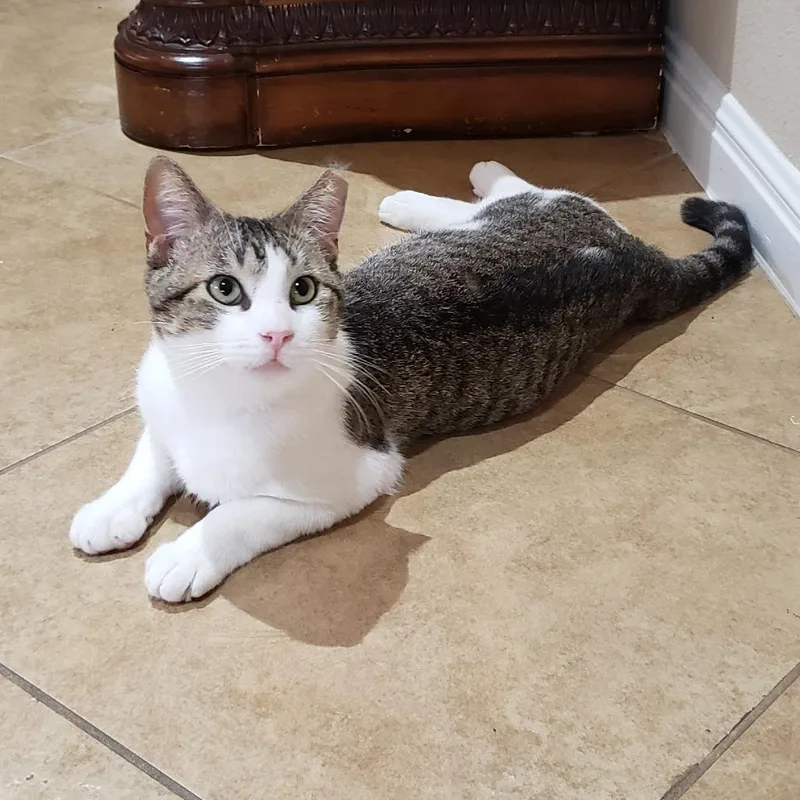 Dirty Harry thumbnail 4