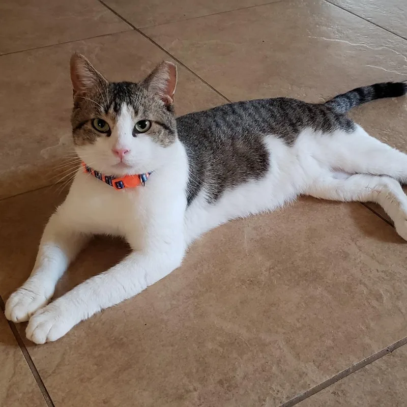 Dirty Harry thumbnail 5