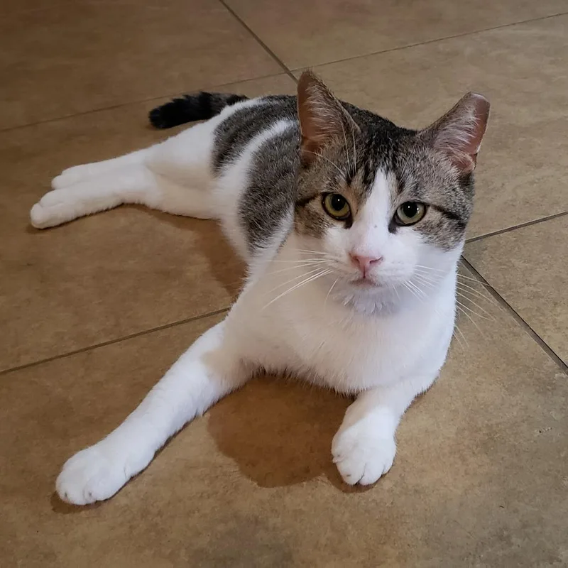 Dirty Harry thumbnail 6