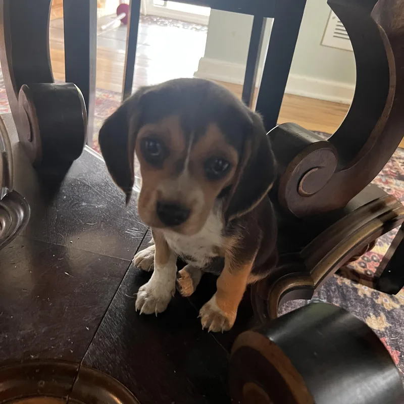 A baby small-sized female Tricolor (Brown, Black, & White) Beagle dog named Bella for adoption in Union Grove, WI