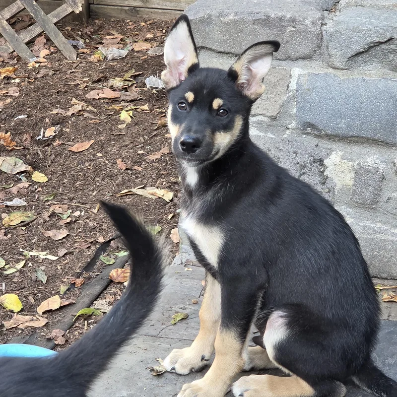 A baby medium-sized male Tricolor (Brown, Black, & White) Husky dog named Bubs for adoption in Pleasanton, CA