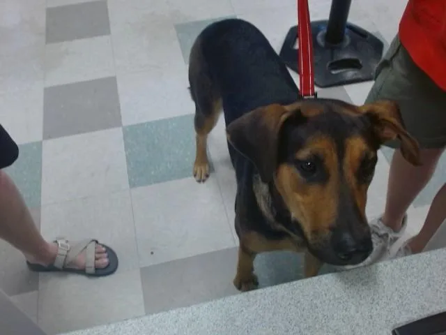 A young medium-sized female Hound dog named Lexy for adoption in Oklahoma City, OK