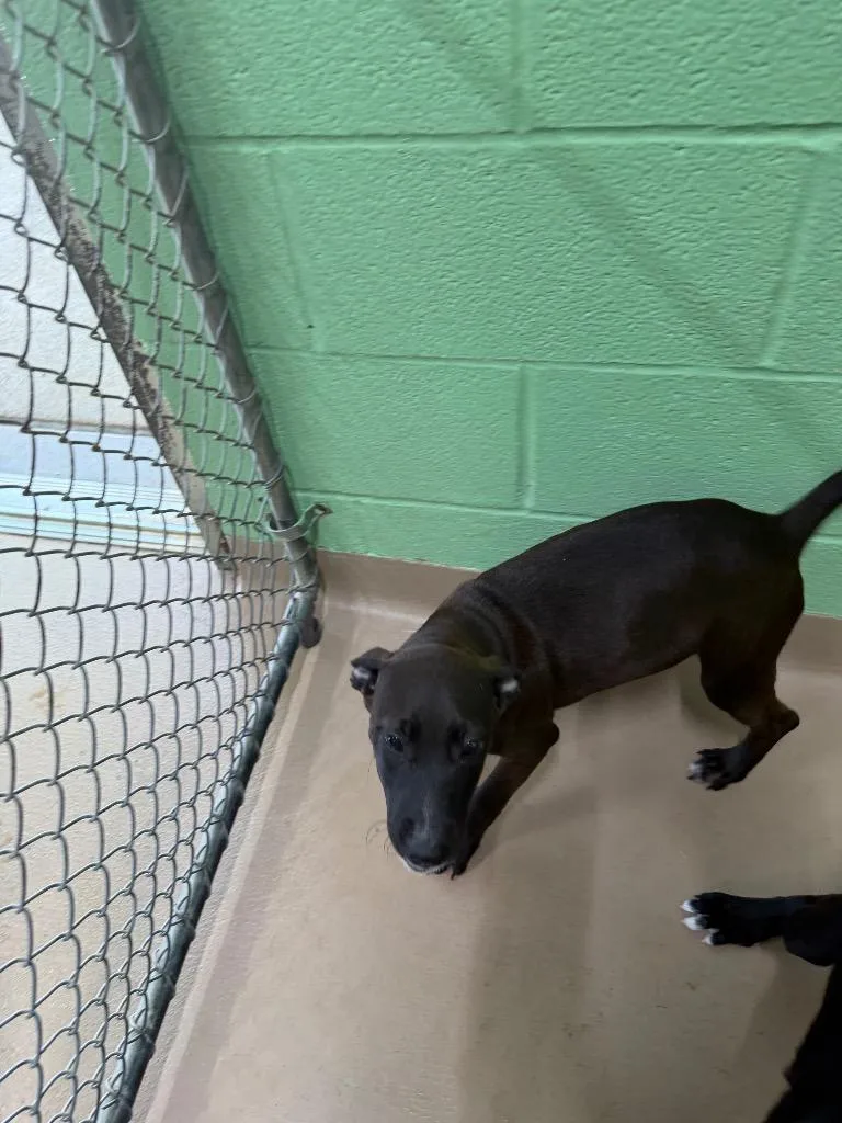 A baby medium-sized female Labrador Retriever dog named Squash for adoption in Nacogdoches, TX