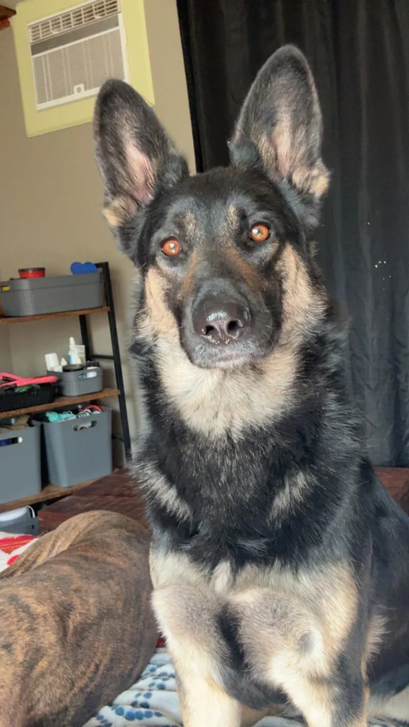 Zelda