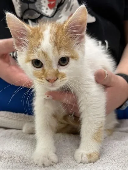 A baby small-sized male Domestic Short Hair cat named Corny Collins for adoption in Fishers, IN