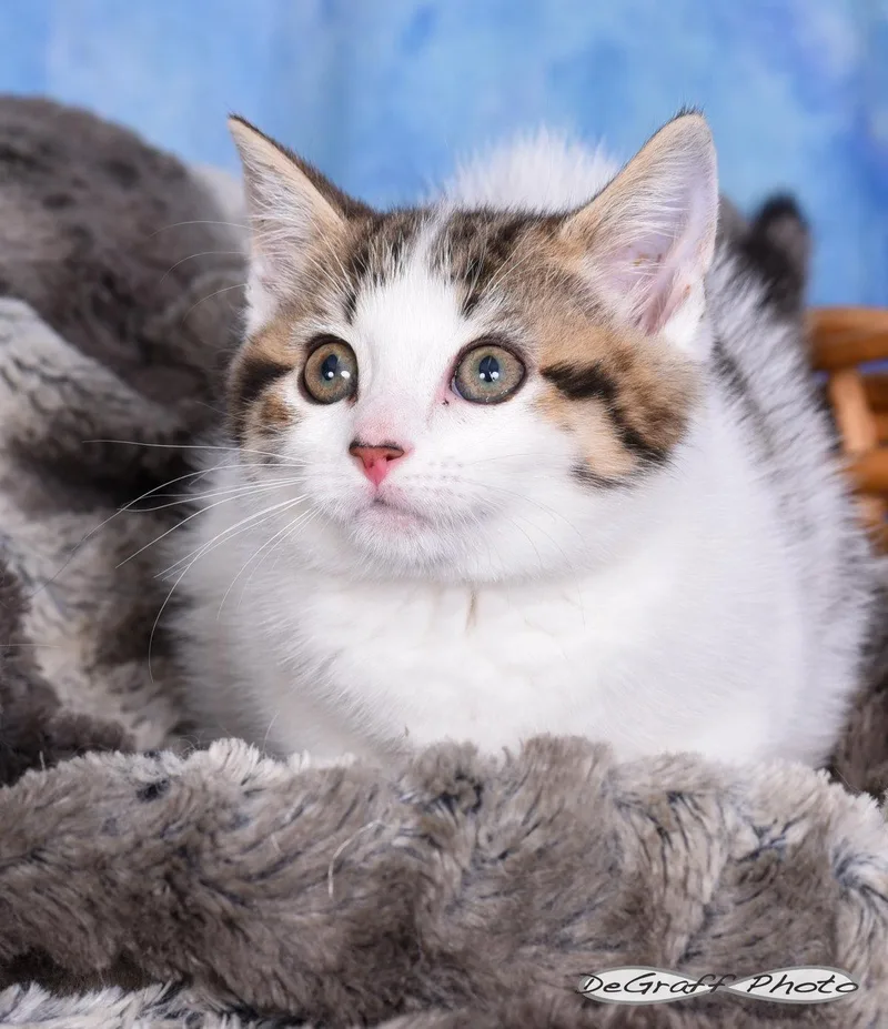 A baby medium-sized female Domestic Medium Hair cat named Winnie for adoption in Pittsboro, NC