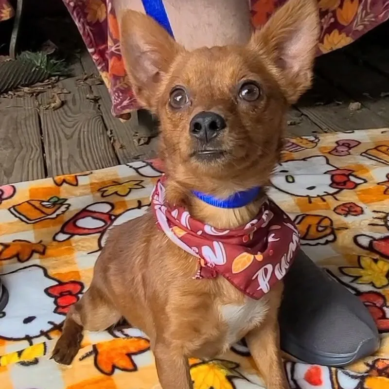 An adult small-sized male Red / Chestnut / Orange Chihuahua dog named Tater for adoption in Woolwich, ME