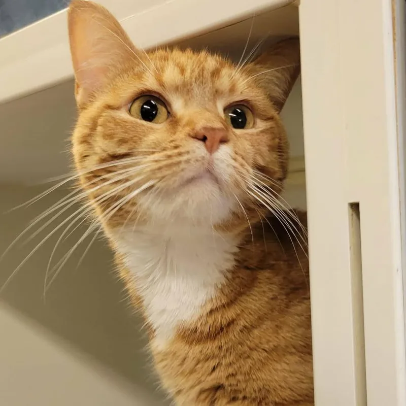An adult medium-sized female Orange / Red Domestic Short Hair cat named Olivia for adoption in Columbia, MO