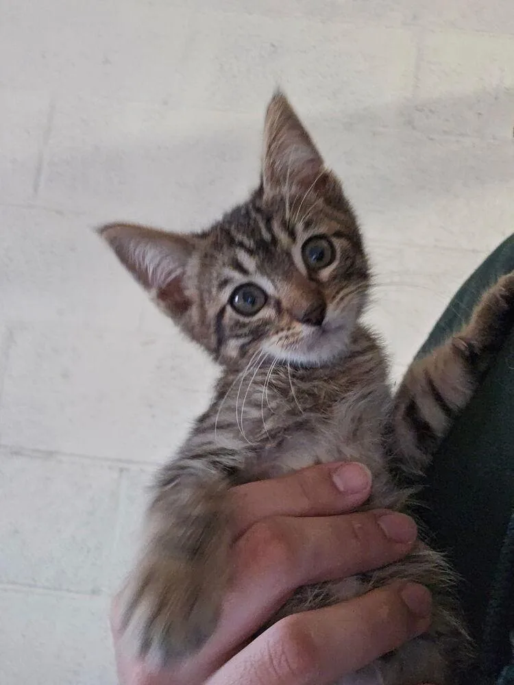 A baby small-sized male Tabby (Brown / Chocolate) Domestic Short Hair cat named Elton for adoption in Ontario, CA