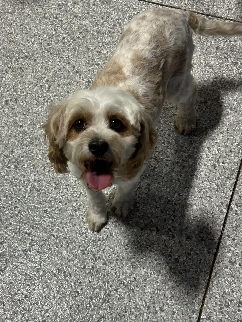 Callie Cavapoo