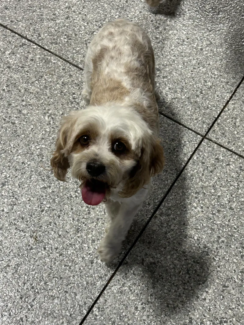 Callie Cavapoo thumbnail 3