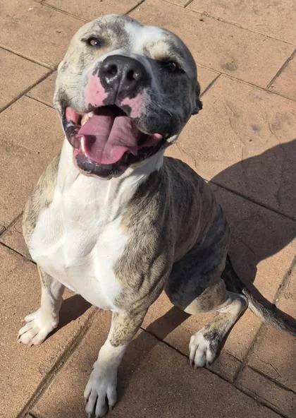A young small-sized male Pit Bull Terrier dog named Hopps for adoption in Shreveport, LA