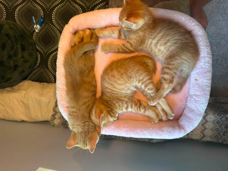 A baby medium-sized male Tabby (Orange / Red) Tabby cat named Osborne for adoption in Omaha, NE