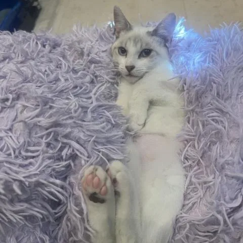 Chickpea thumbnail 2