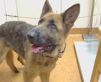 An adult large-sized female German Shepherd Dog dog named Zinnia for adoption in Sacramento, CA