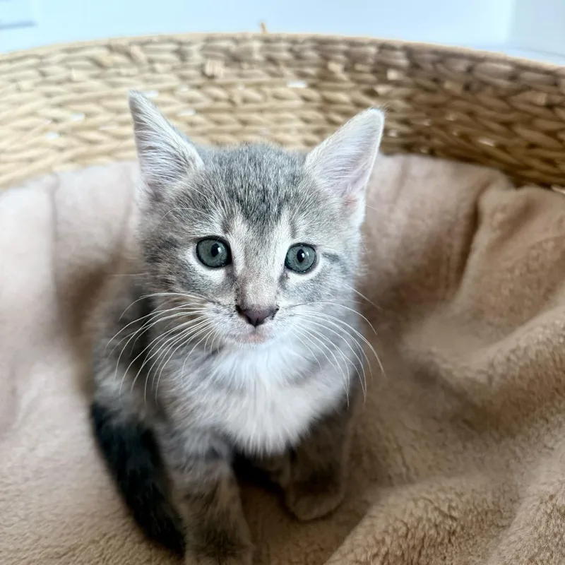 A baby small-sized female Gray / Blue / Silver Domestic Short Hair cat named Laa Laa for adoption in New York, NY