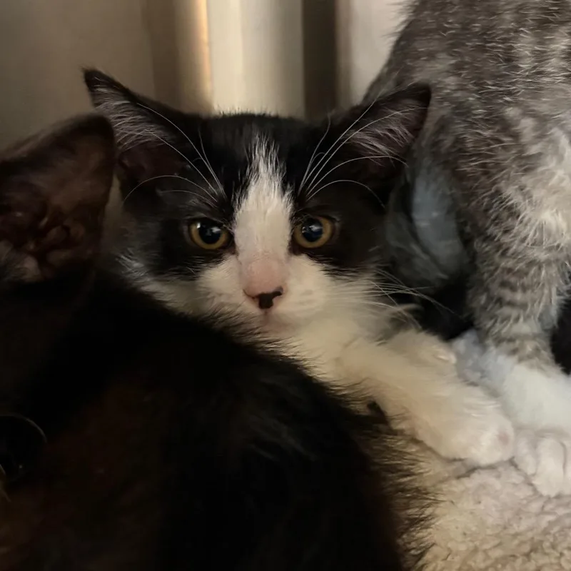 A baby small-sized female Black Domestic Short Hair cat named Antiquity for adoption in Kanab, UT