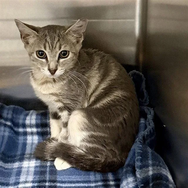 A baby small-sized female Gray / Blue / Silver Domestic Short Hair cat named Matilda for adoption in Tavares, FL