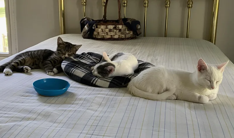 A baby medium-sized female White Domestic Short Hair cat named Marshmallow for adoption in Cincinnati, OH