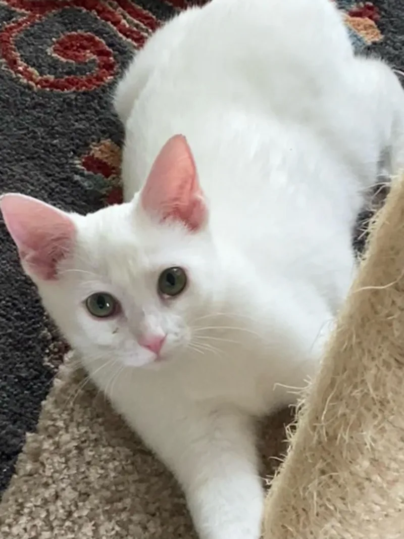 Marshmallow thumbnail 2