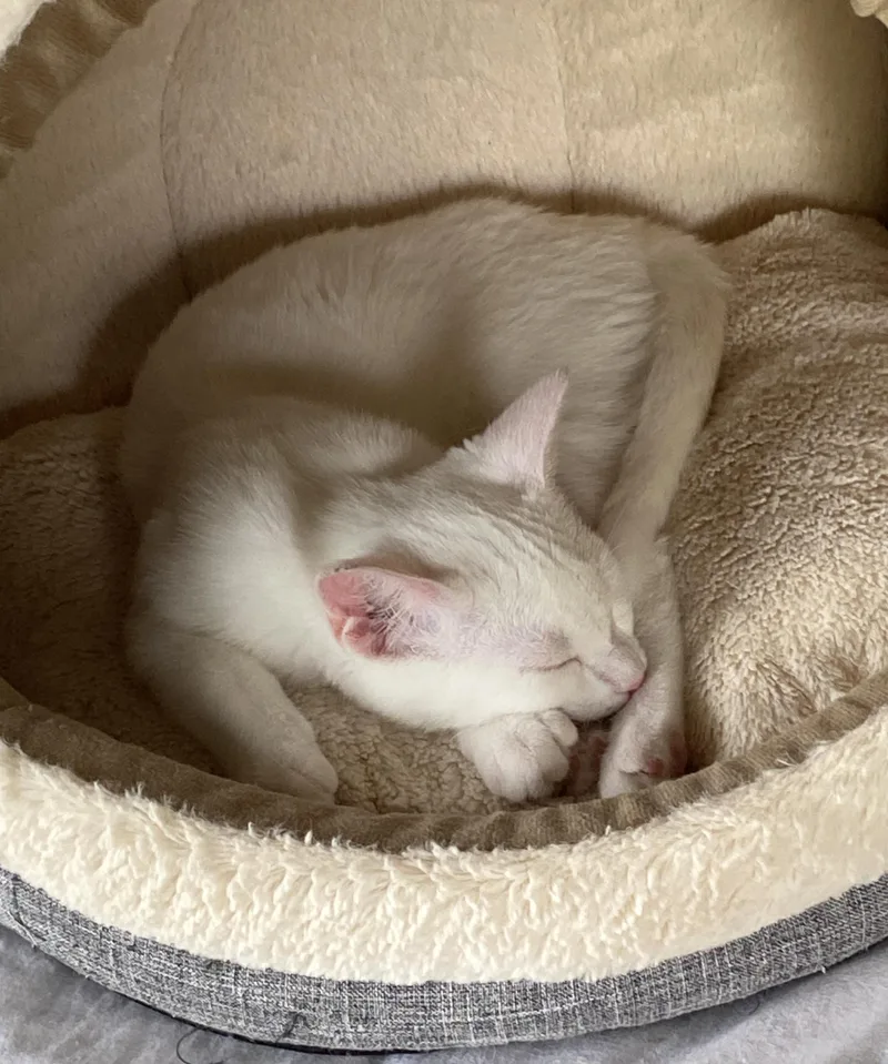Marshmallow thumbnail 3