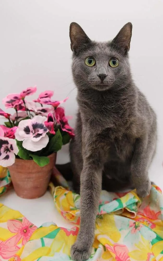 An adult medium-sized female Gray / Blue / Silver Domestic Short Hair cat named Graphite for adoption in Muskegon, MI