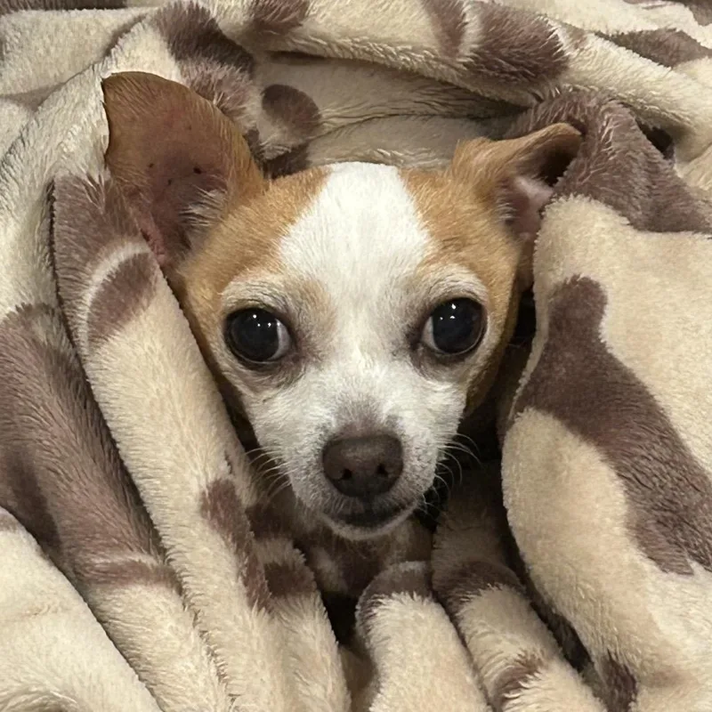 A senior small-sized female White / Cream Chihuahua dog named Pinky for adoption in Rockville, MD