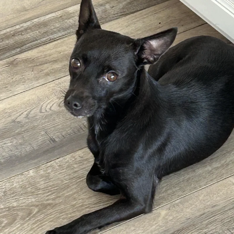 Daisy Min Pin