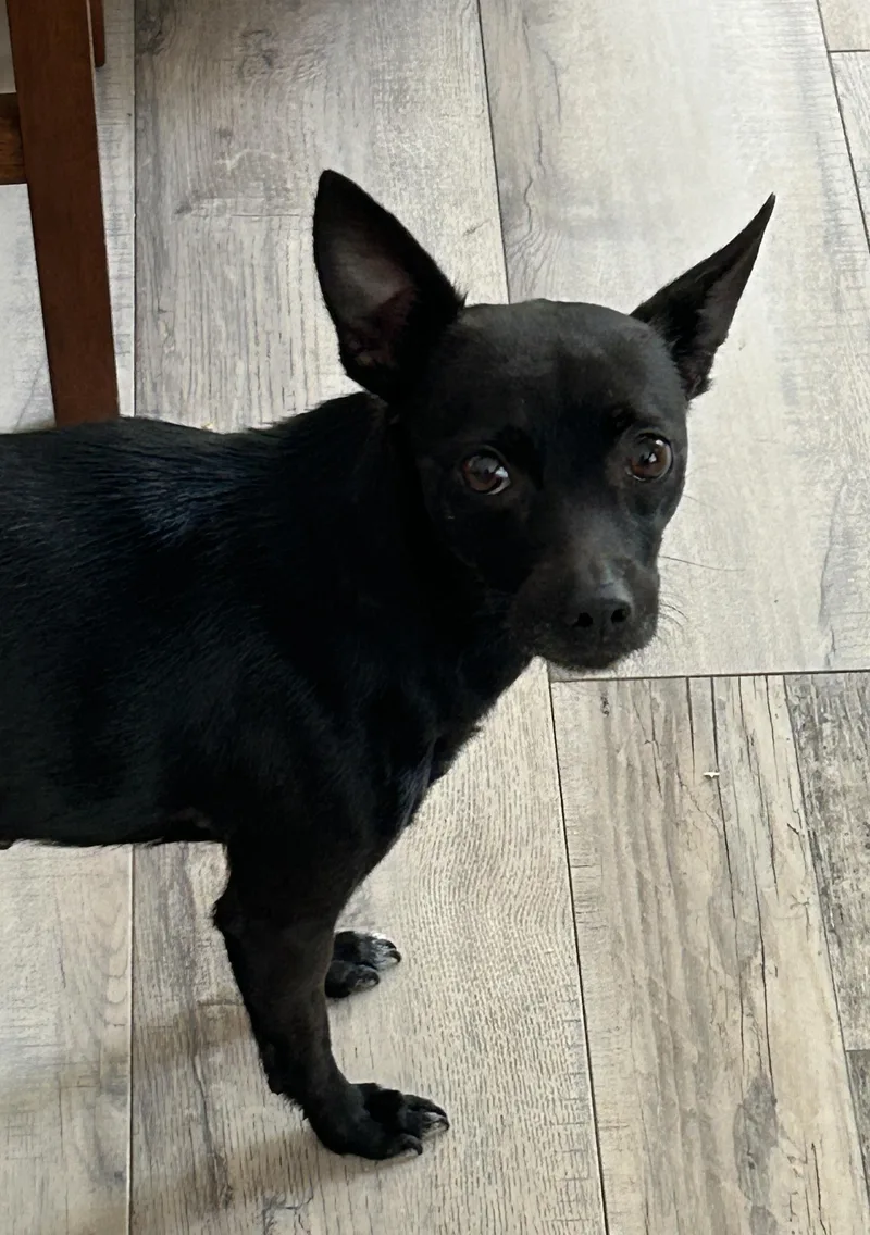 Daisy Min Pin thumbnail 2