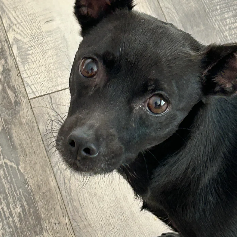 Daisy Min Pin thumbnail 3
