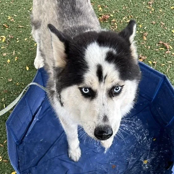 An adult medium-sized male Black Siberian Husky dog named Pancakes for adoption in Indianapolis, IN