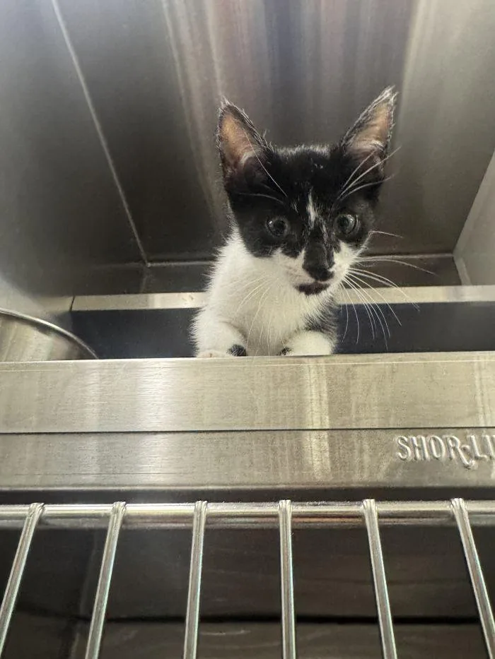 A young small-sized male Black & White / Tuxedo Domestic Short Hair cat named Gulliver for adoption in Hilton Head Island, SC