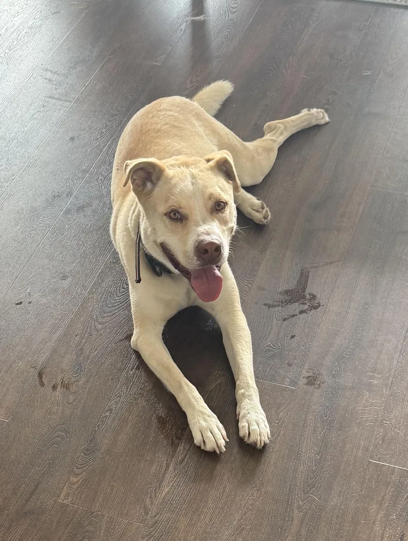 An adult large-sized male Apricot / Beige Pit Bull Terrier dog named Doggert for adoption in Amherst, MA