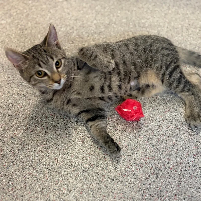 A baby small-sized female Domestic Short Hair cat named Julianne for adoption in Sarasota, FL
