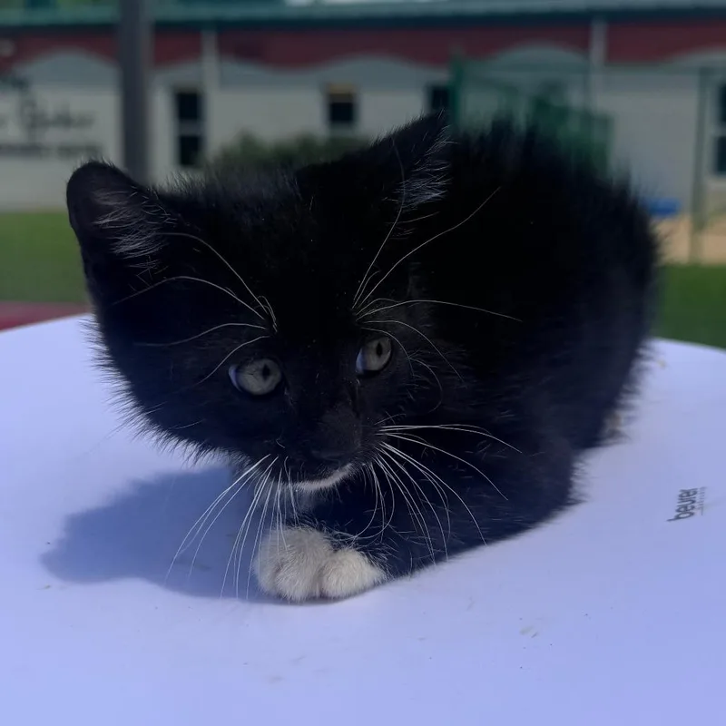 A baby small-sized male Black Domestic Short Hair cat named Benny for adoption in Corinth, MS