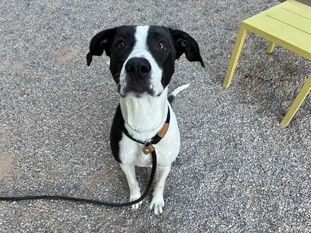 An adult large-sized female Labrador Retriever dog named Tee for adoption in Mesa, AZ