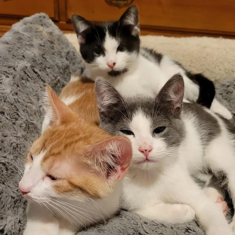A baby small-sized male Domestic Short Hair cat named Monterey for adoption in Woodstock, GA