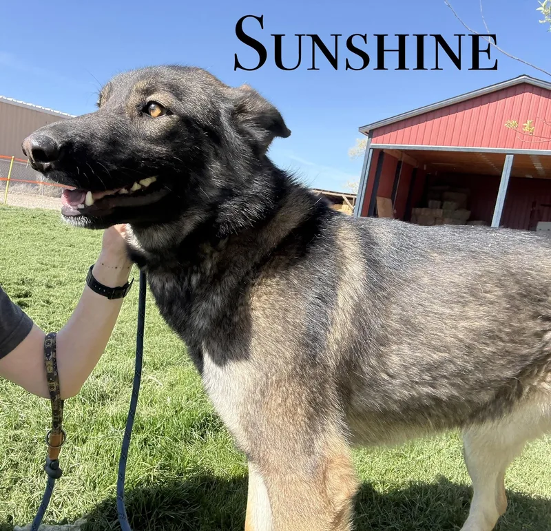 Sunshine