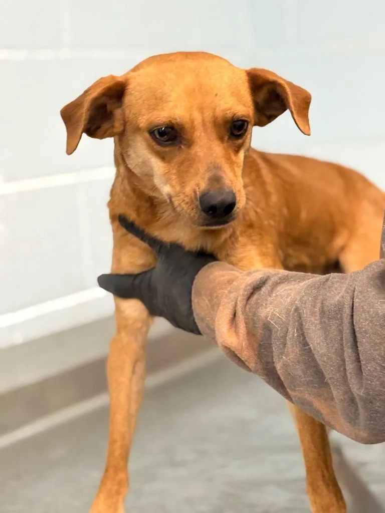 A young small-sized male Mixed Breed dog named Houdini for adoption in Effingham, SC