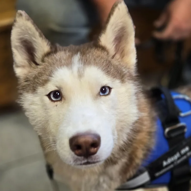 An adult medium-sized male White / Cream Husky dog named Balto for adoption in Normal, IL