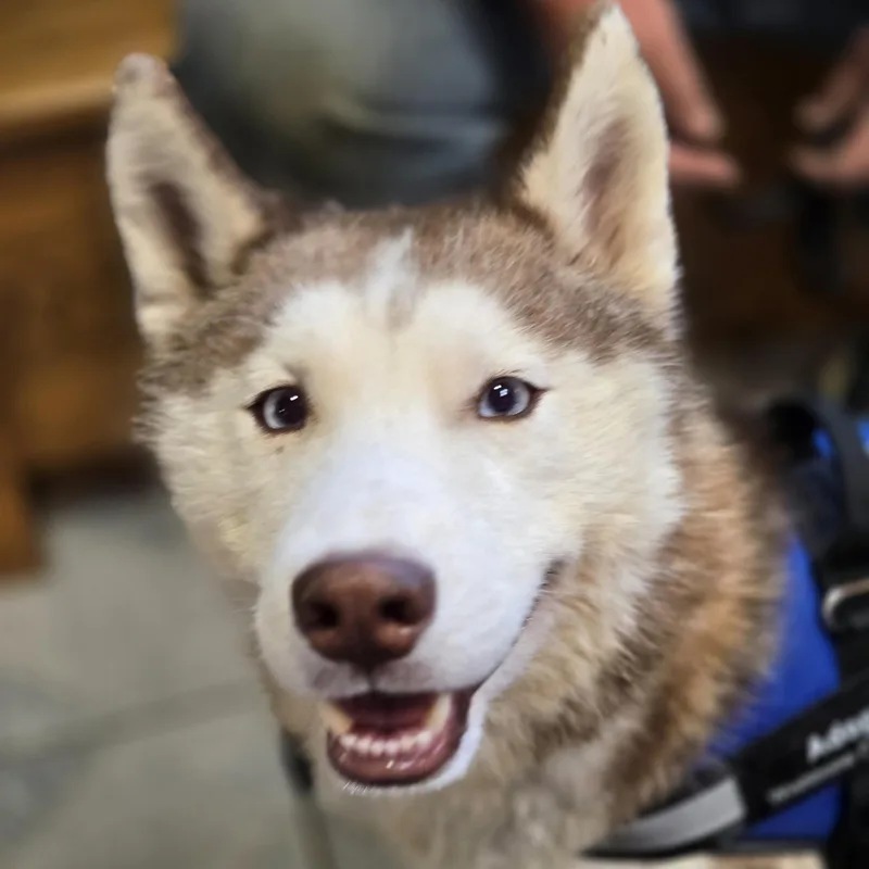 Balto thumbnail 2