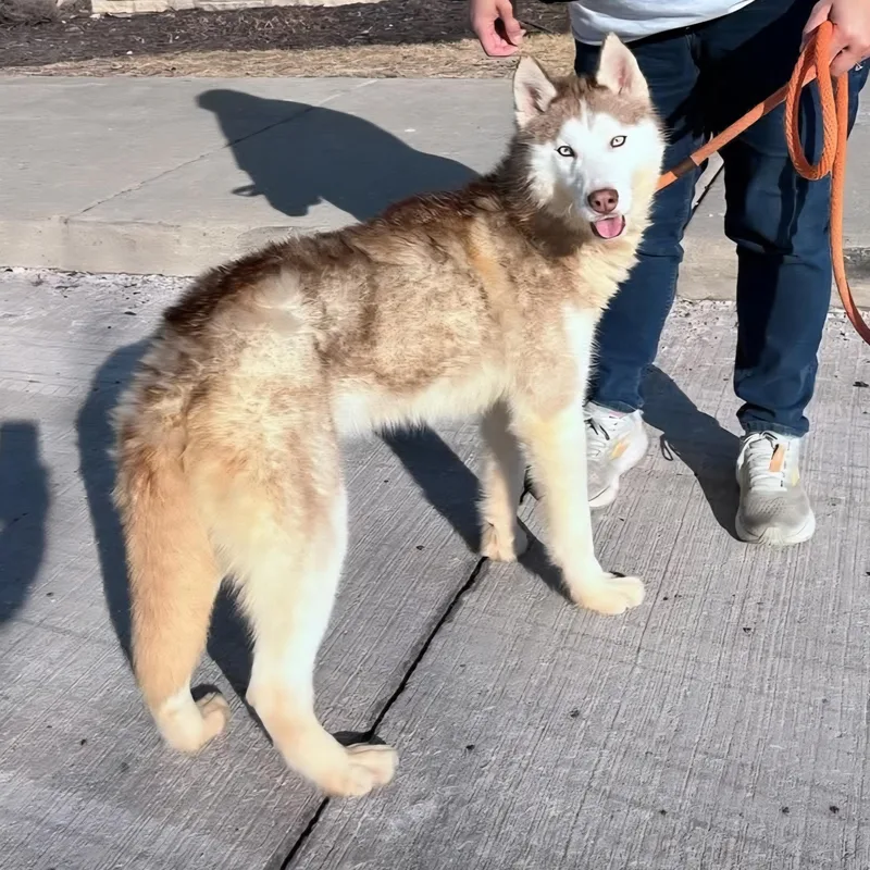 Balto thumbnail 4
