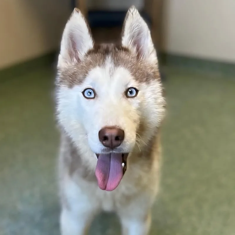 Balto thumbnail 5
