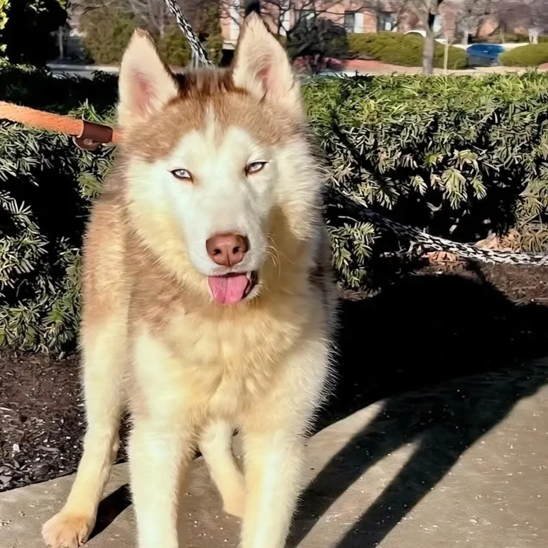 Balto thumbnail 6