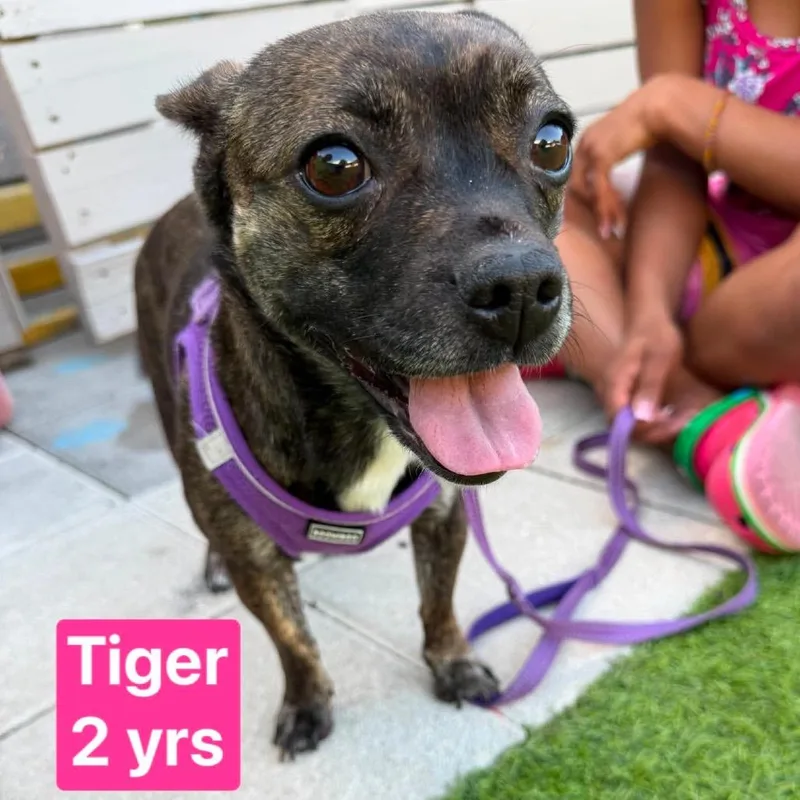 A young small-sized female Brindle Jack Russell Terrier dog named Tiger for adoption in Tampa, FL