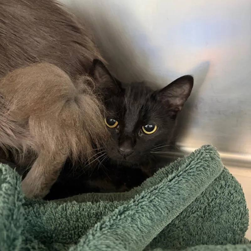 An adult medium-sized female Black Domestic Short Hair cat named Zorua for adoption in Council Bluffs, IA