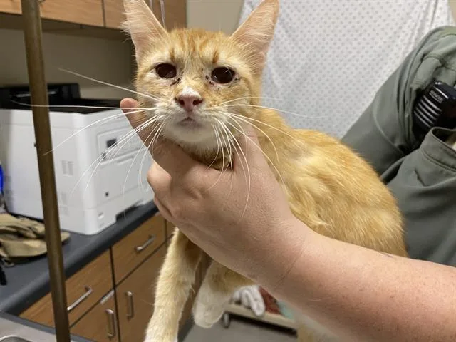 A young small-sized female Domestic Medium Hair cat named A for adoption in Modesto, CA