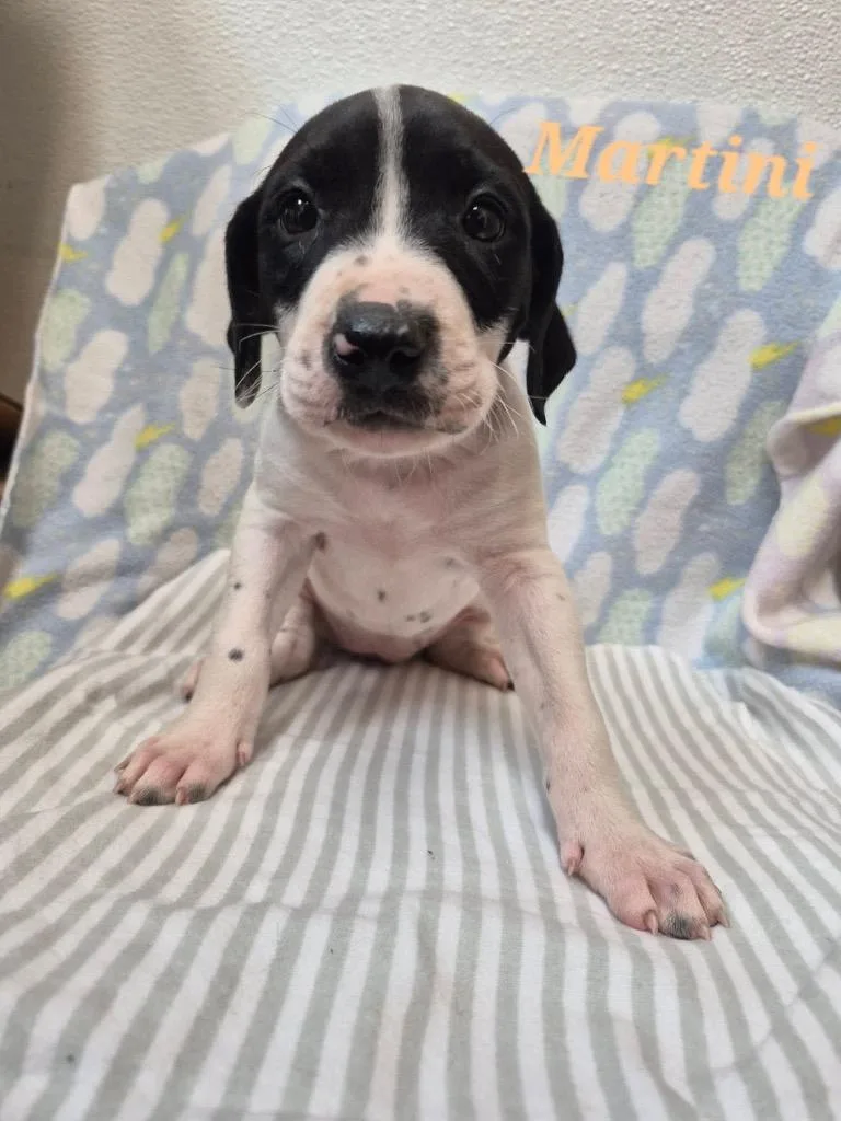 A baby large-sized female English Pointer dog named Martini for adoption in Clinton, SC