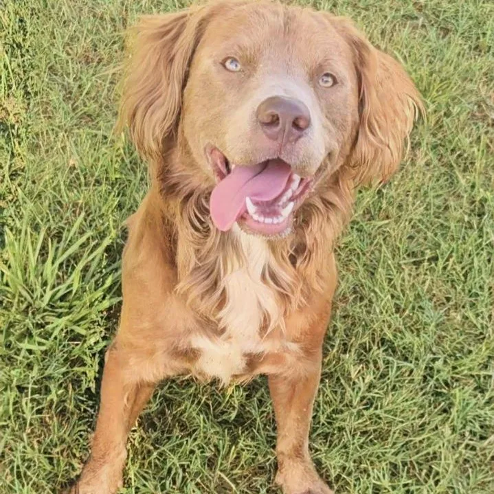 An adult medium-sized male Brown / Chocolate Golden Retriever dog named Duke for adoption in Leesburg, GA